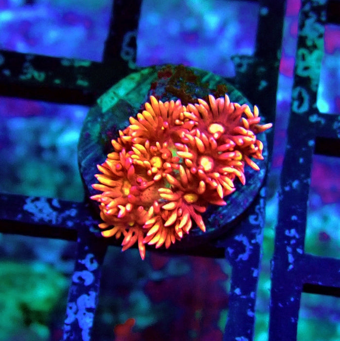 Super Red Goniopora Frag