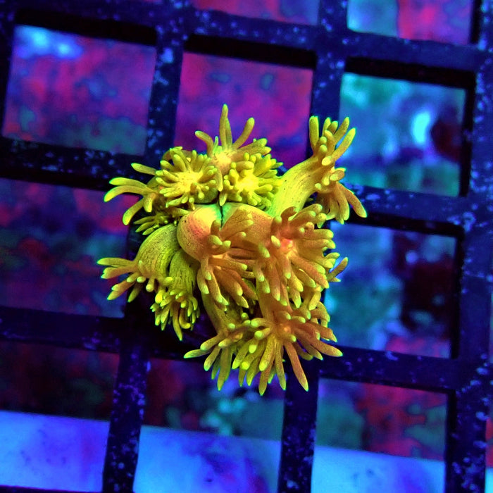 Super Rainbow Goniopora Frag (2)