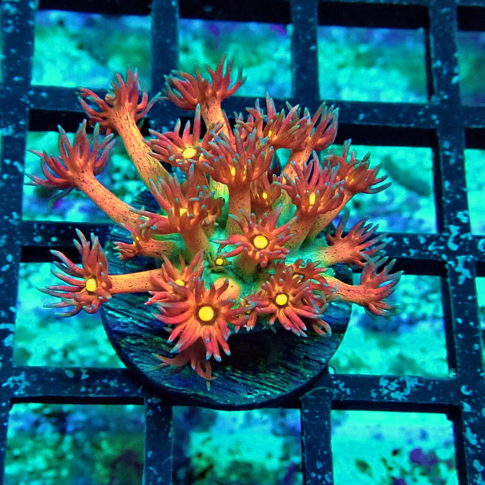 Unique Multicolor Goniopora Frag