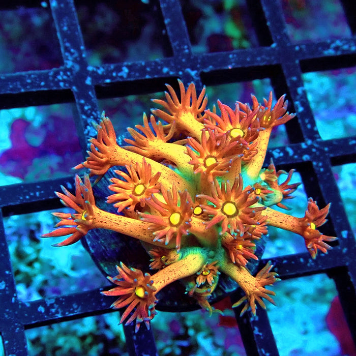 Unique Multicolor Goniopora Frag