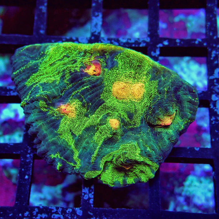 Chalice Coral Frag (16)