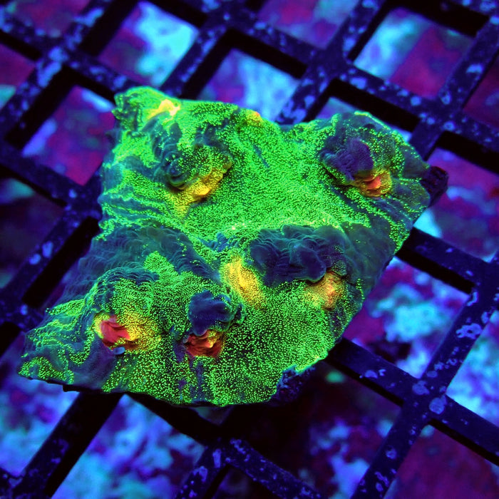 Chalice Coral Frag (16)