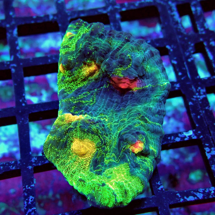 Chalice Coral Frag (16)