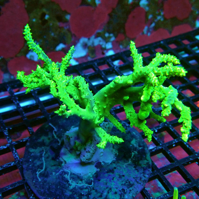 Sinularia Ultra Green Colony