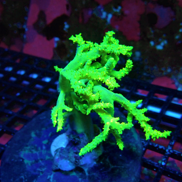 Sinularia Ultra Green Colony