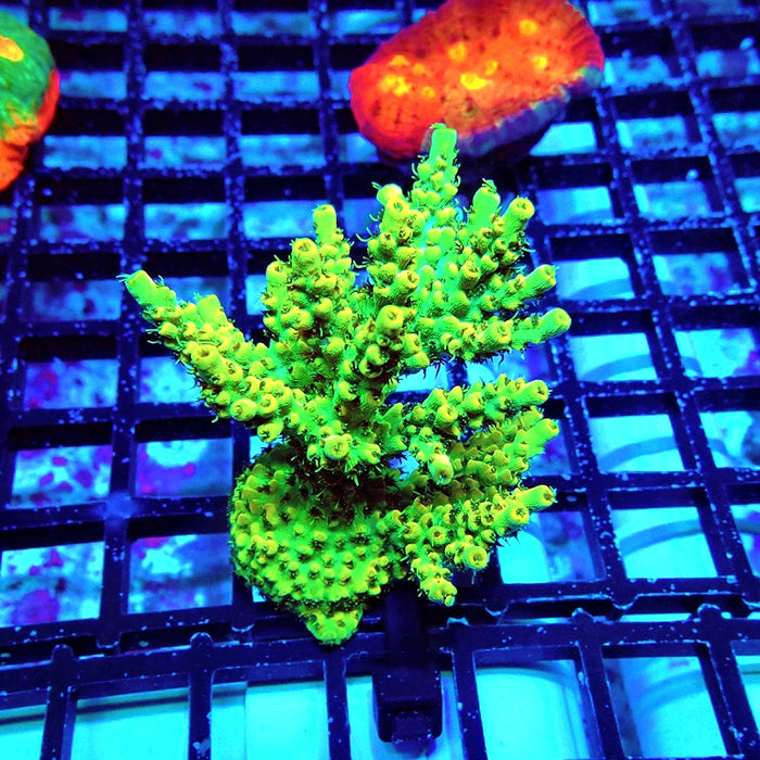 Acro Mini Colony