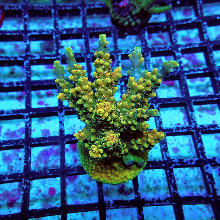 Acro Mini Colony