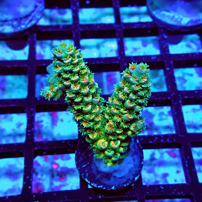 REx Green Orange Fuzzy Tenuis Acro