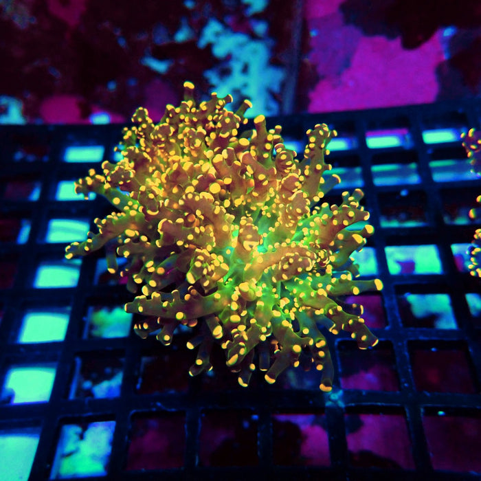 Orange Green Ultra Frogspawn