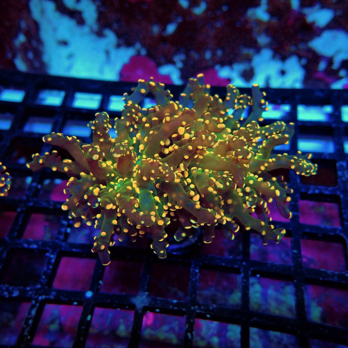 Orange Green Ultra Frogspawn