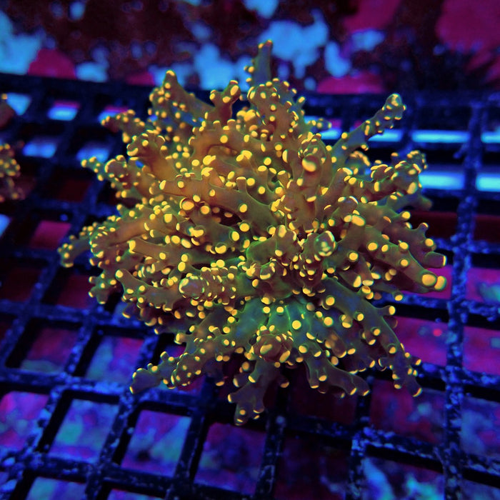 Orange Green Ultra Frogspawn