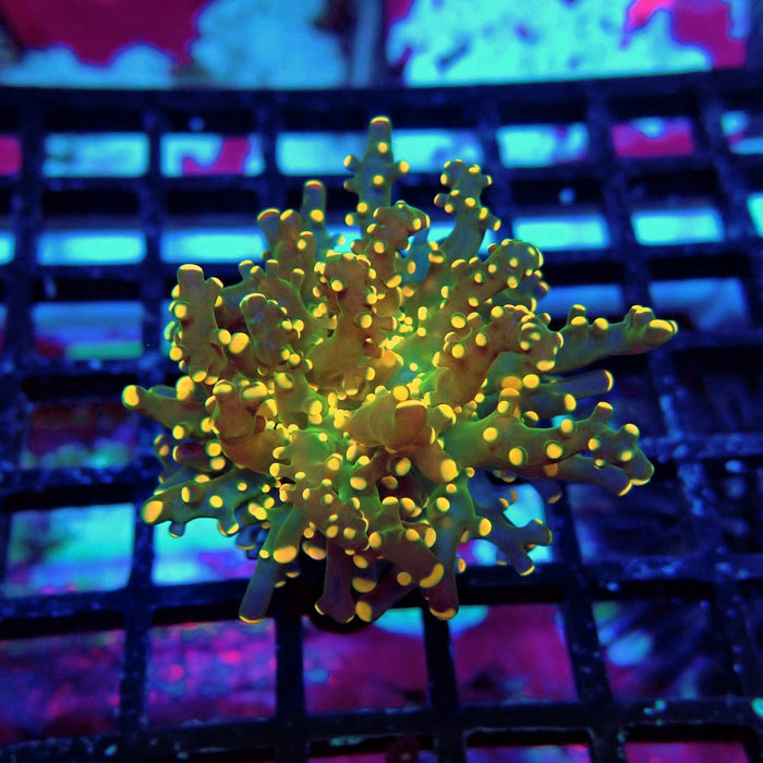 Orange Green Ultra Frogspawn