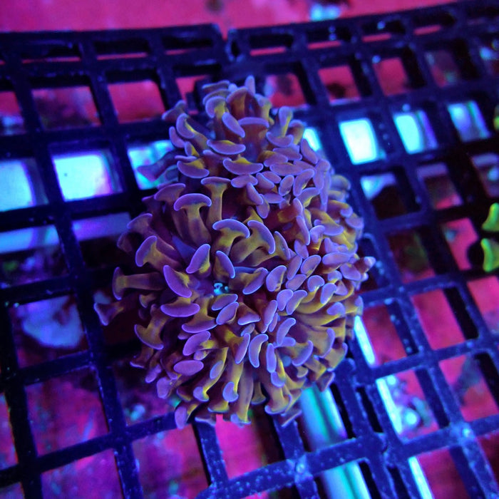 Gold Pink Ultra Hammer