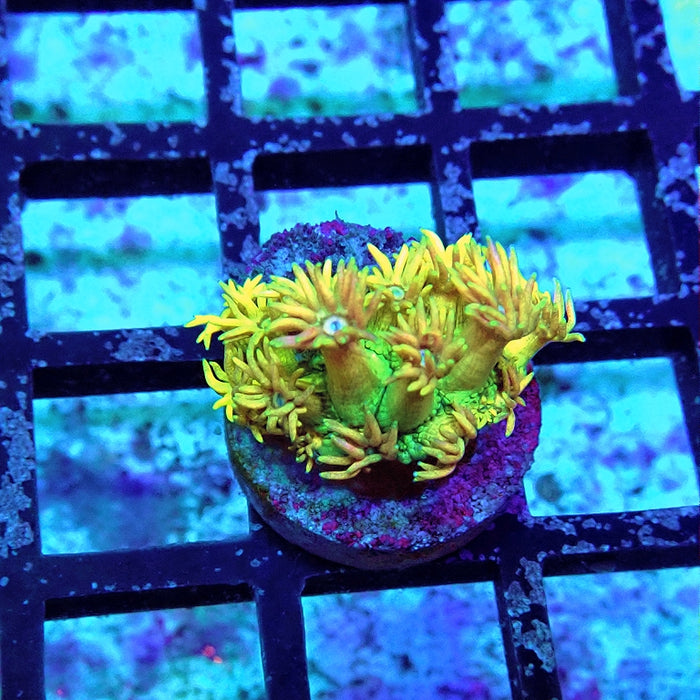 Goniopora Quadricolor Unique