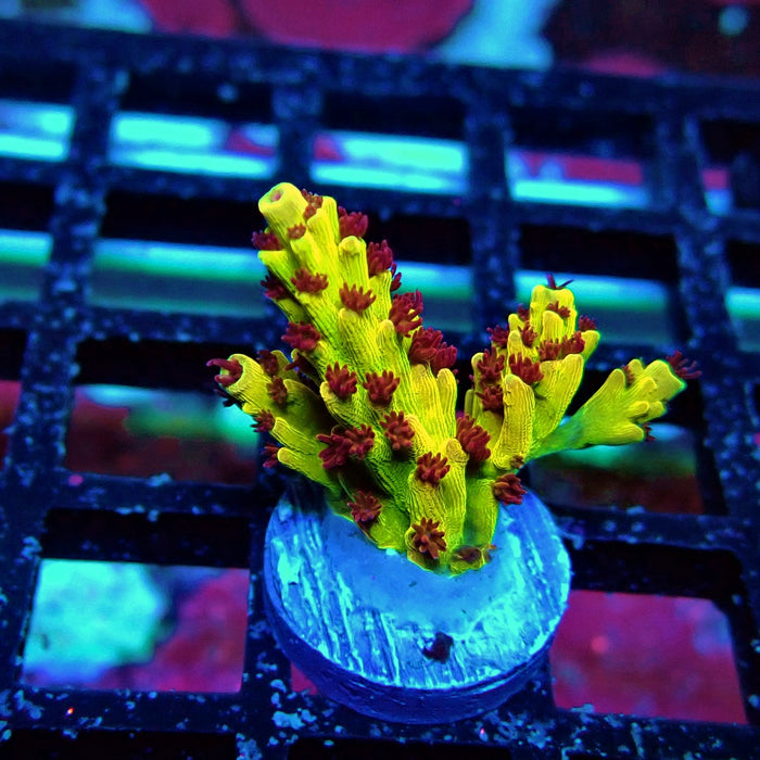 REx Xfinity Confetti Acro