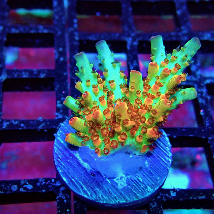REx Red-Orange Firework Acro