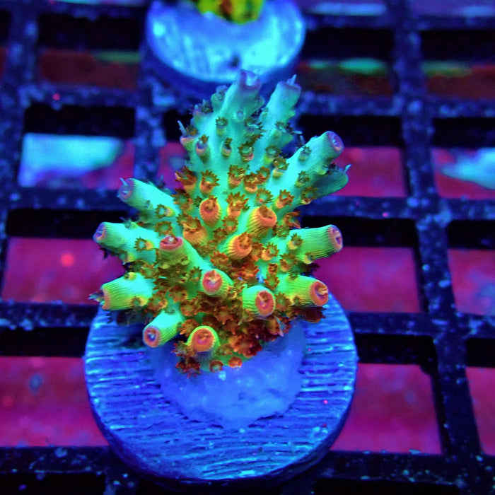 REx Red-Orange Firework Acro