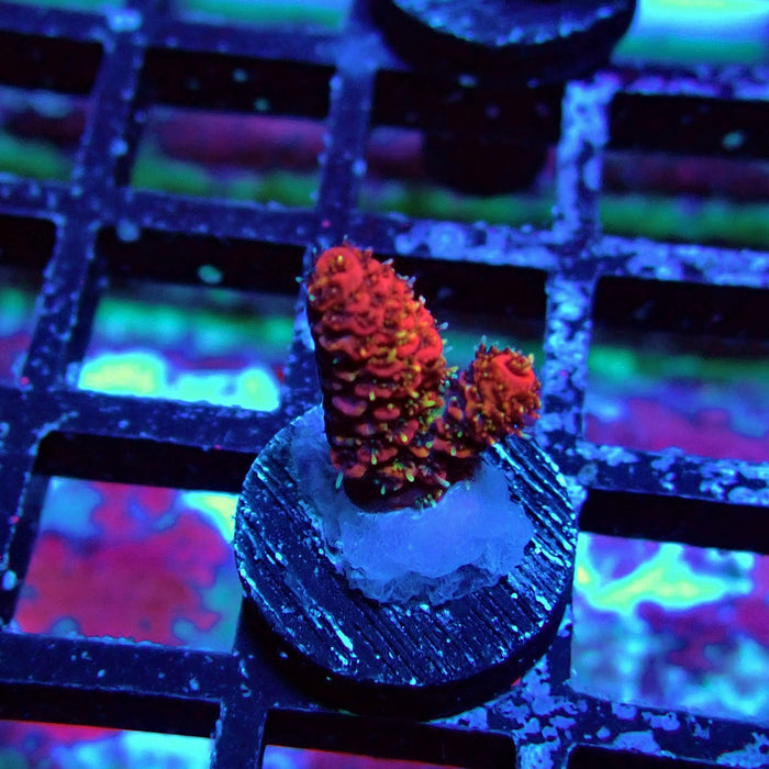 REx Crazy Bright Mille Acro