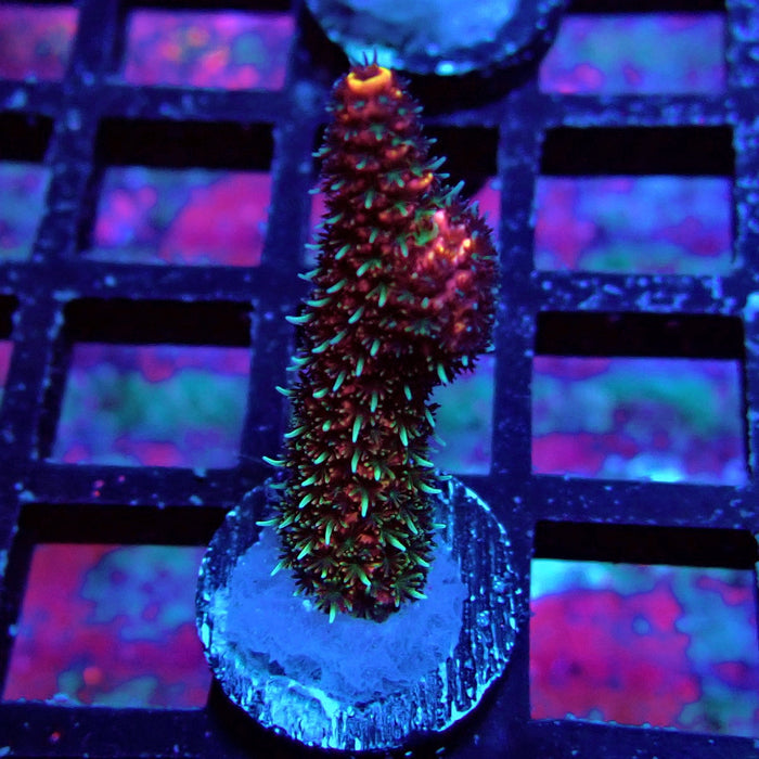 Dark Crazy Rainbow Mille Acro