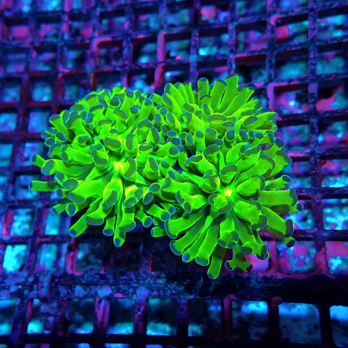 Euphyllia Green Blue Branch Spawn Hammer