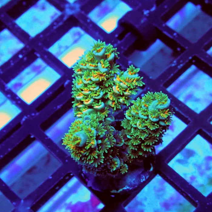 REx Green Orange Fuzzy Tenuis Acro