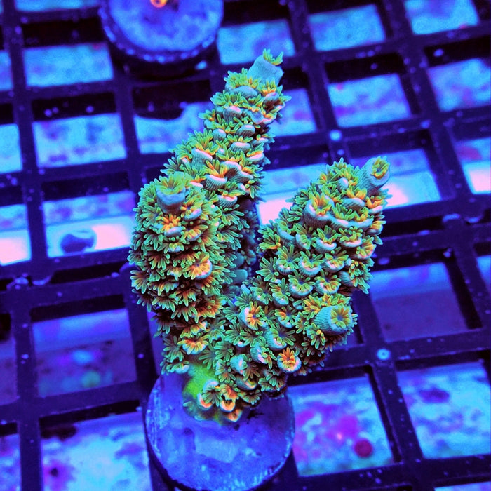 REx Green Orange Fuzzy Tenuis Acro