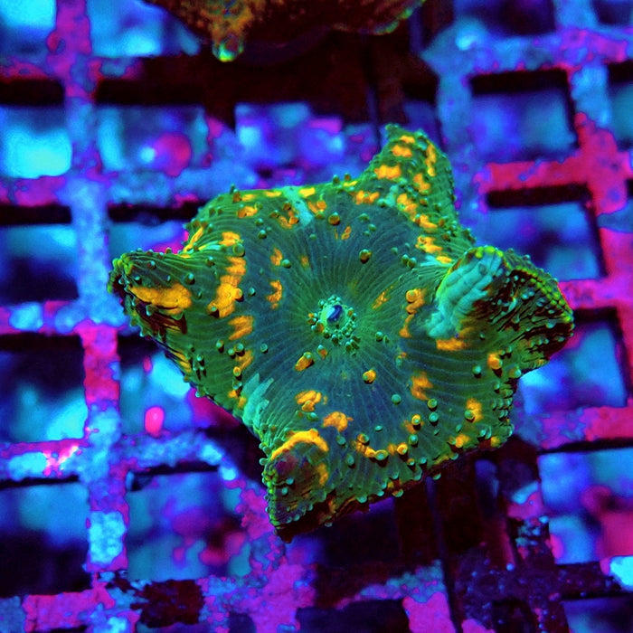 Discosoma Super Grade