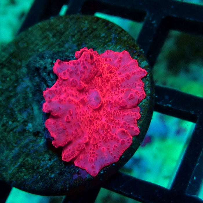 Stripper Lips Discosoma Mushroom