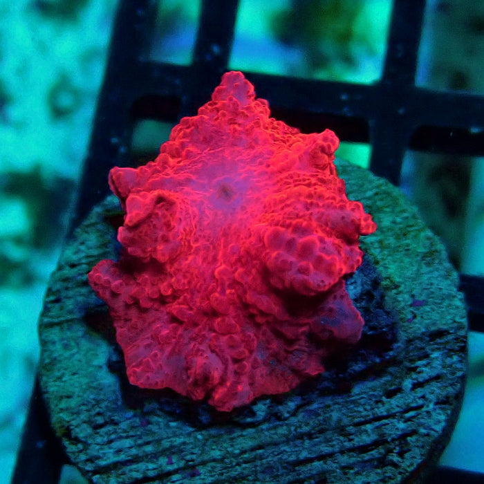 Stripper Lips Discosoma Mushroom