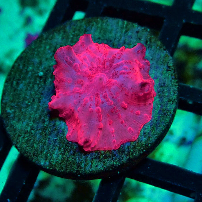 Stripper Lips Discosoma Mushroom