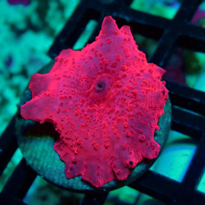 Stripper Lips Discosoma Mushroom
