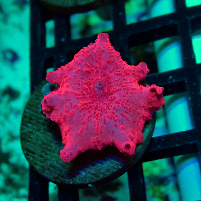 Stripper Lips Discosoma Mushroom