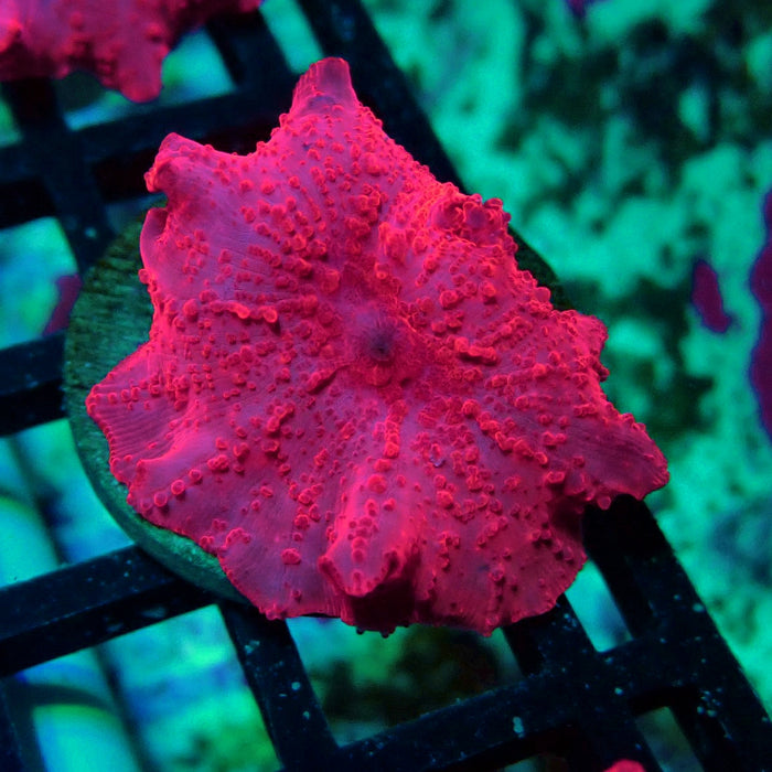 Stripper Lips Discosoma Mushroom