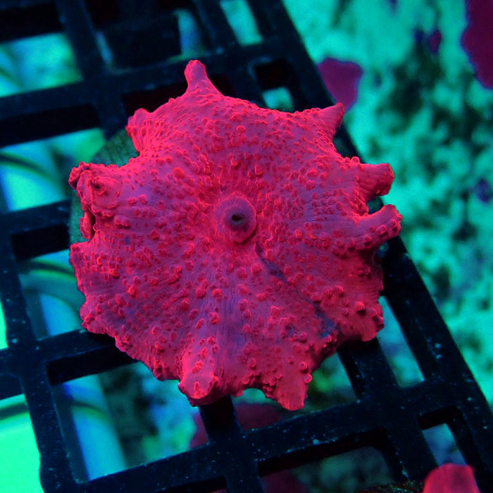 Stripper Lips Discosoma Mushroom