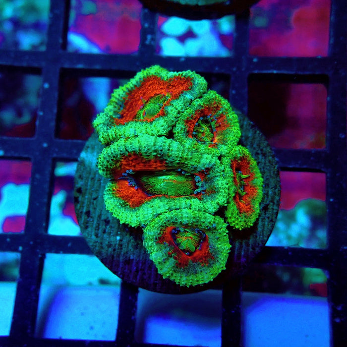 Acan Lord Ultra Frag