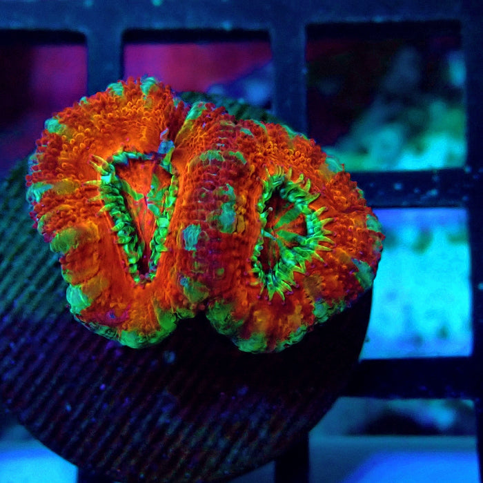 Acan Lord Super Ultra Frag