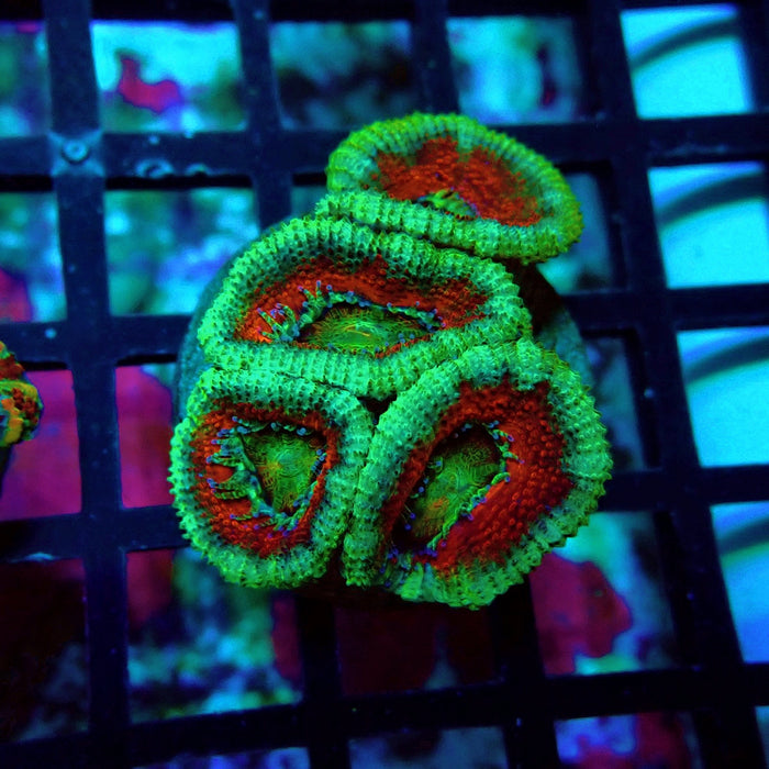 Acan Lord Ultra Frag