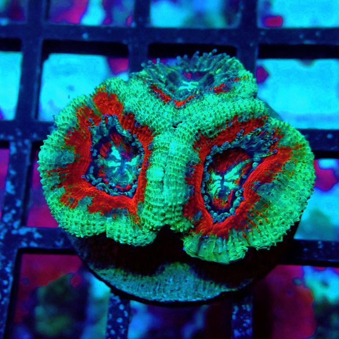 Acan Lord Ultra Frag