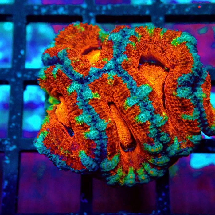 Acan Lord Ultra Frag