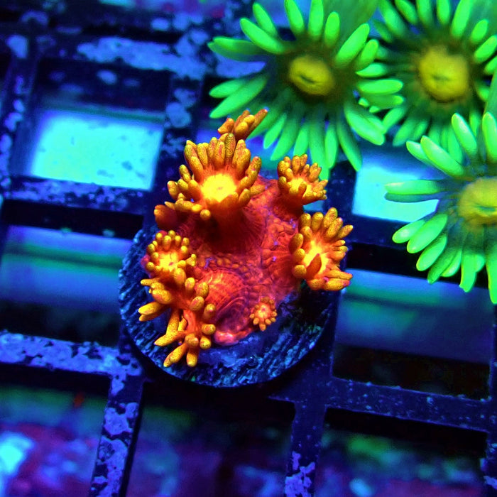 Red Yellow Goniopora Frag