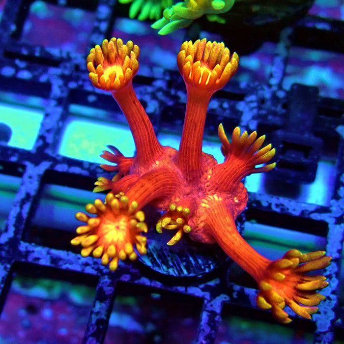 Red Yellow Goniopora Frag