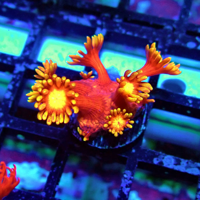 Red Yellow Goniopora Frag