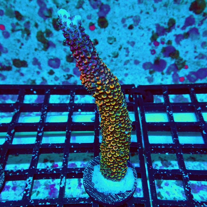 Wild Golden Stallion Stag Acro