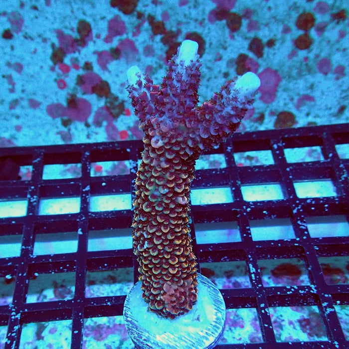 Wild Golden Stallion Stag Acro