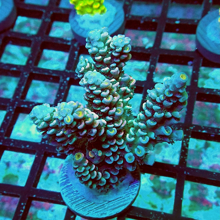 Tenuis Orange Scales Acro