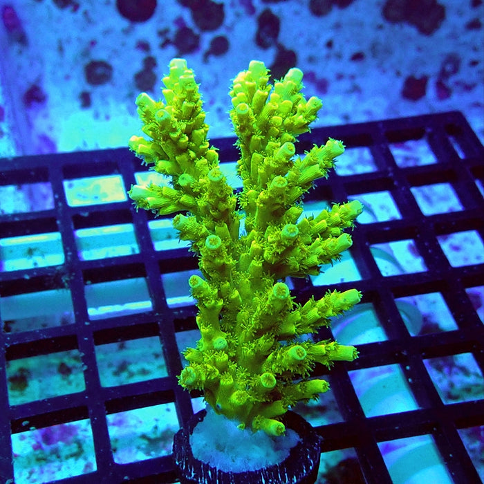 Tenuis Ultra Green Acro