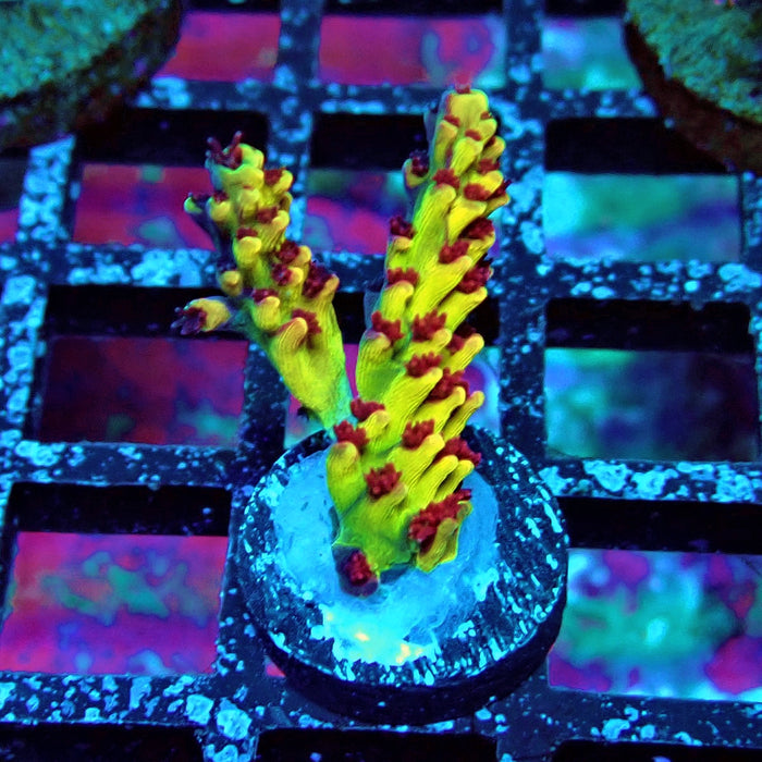 REx Xfinity Confetti Acro
