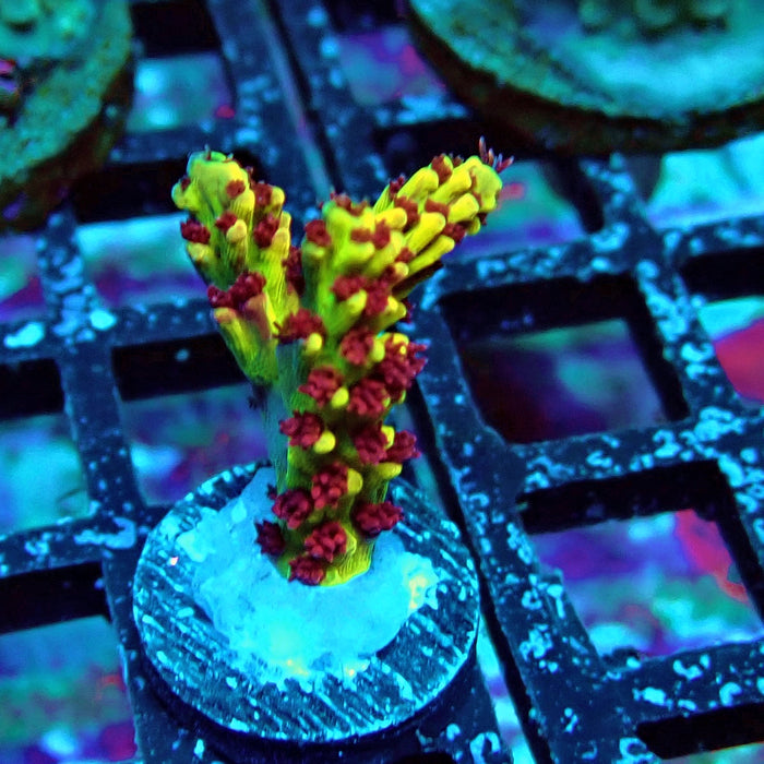 REx Xfinity Confetti Acro