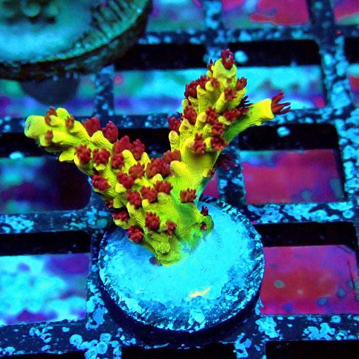 REx Xfinity Confetti Acro
