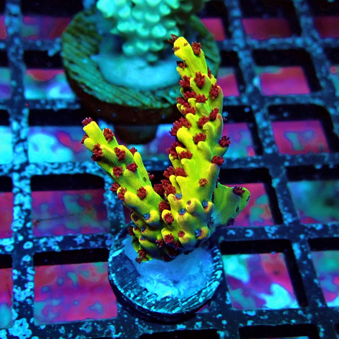REx Xfinity Confetti Acro